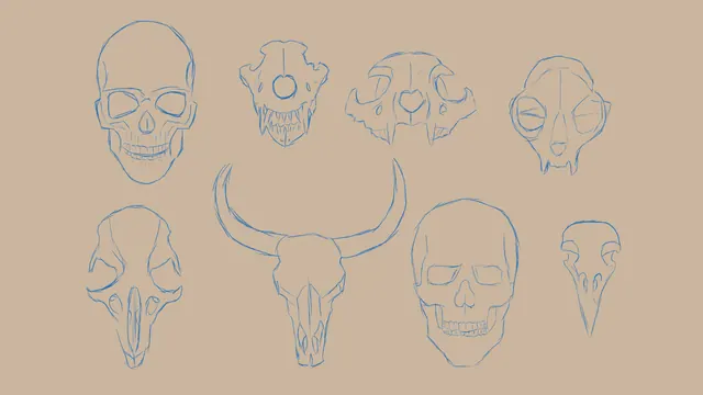 skull study