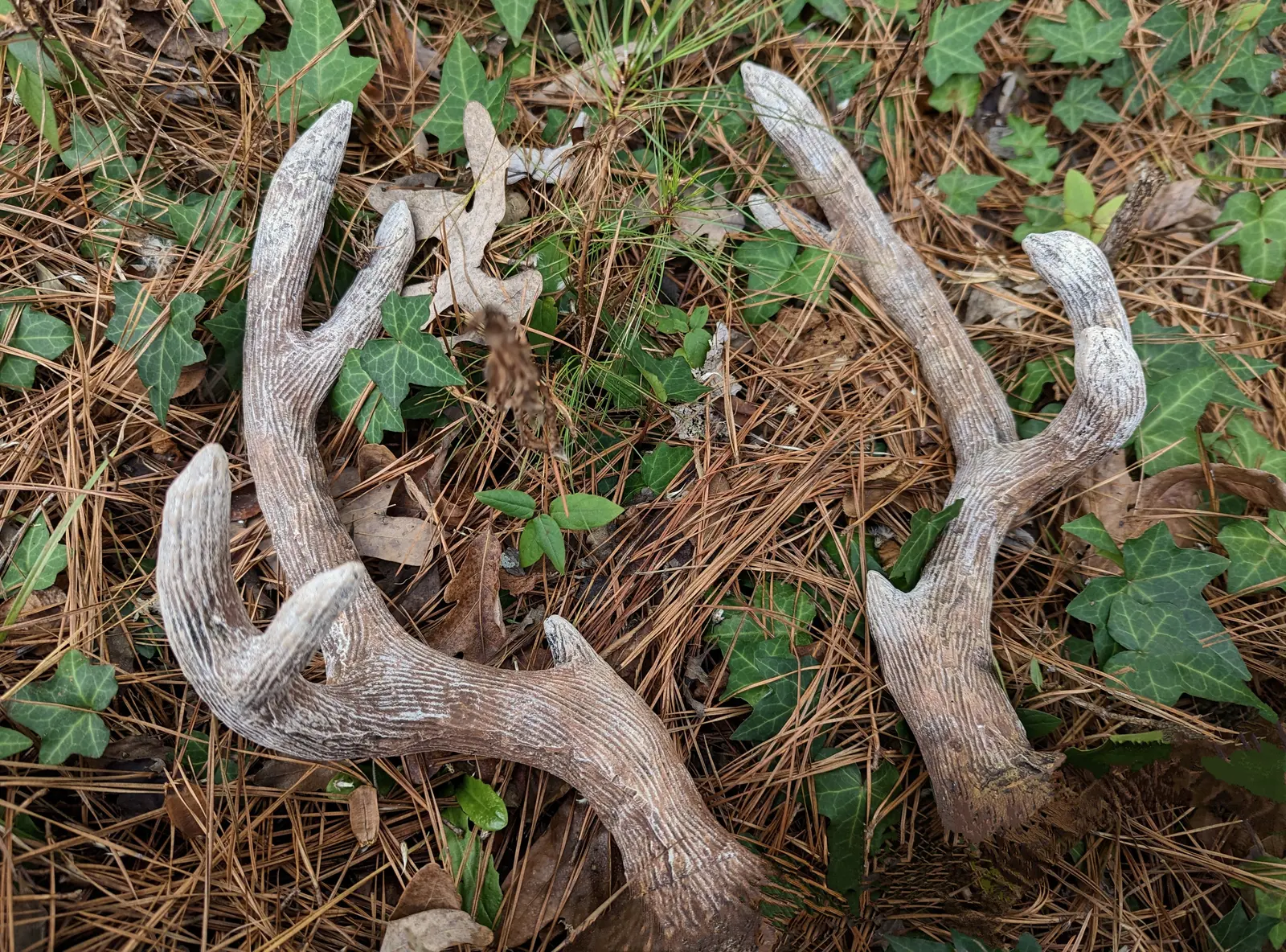 Antlers: finished photo 1