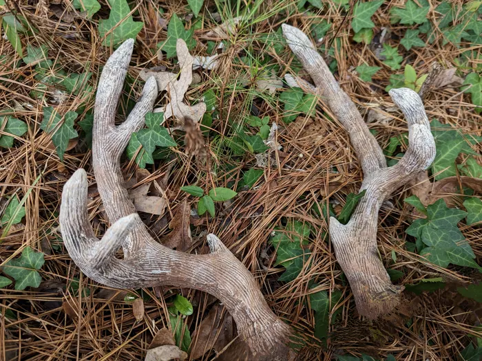 Antlers