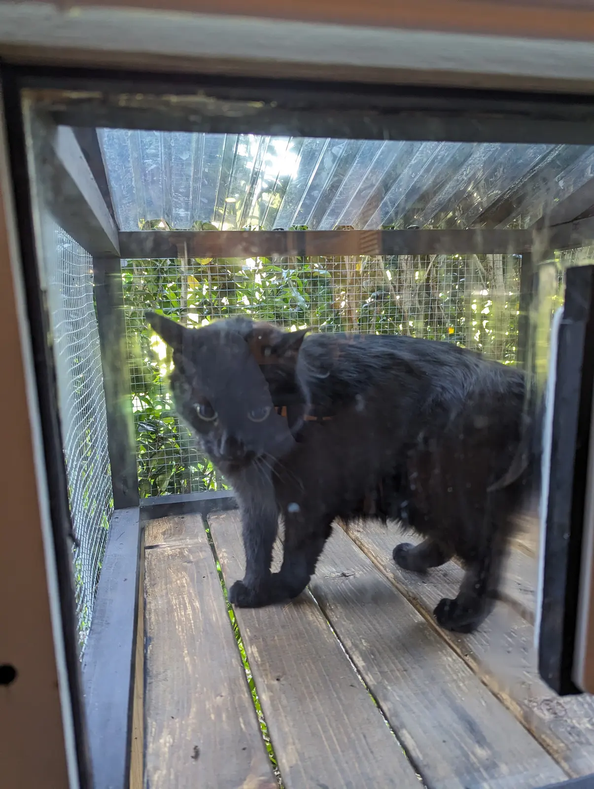 Catio: finished photo 1